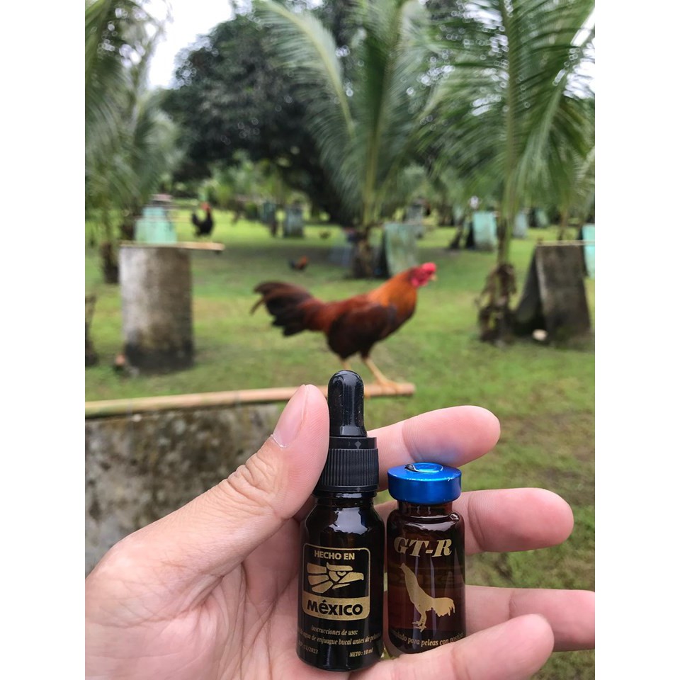 Mexico GT-R tăng bo, tải cựa, lỳ đòn (1cc), dành cho gà đá.