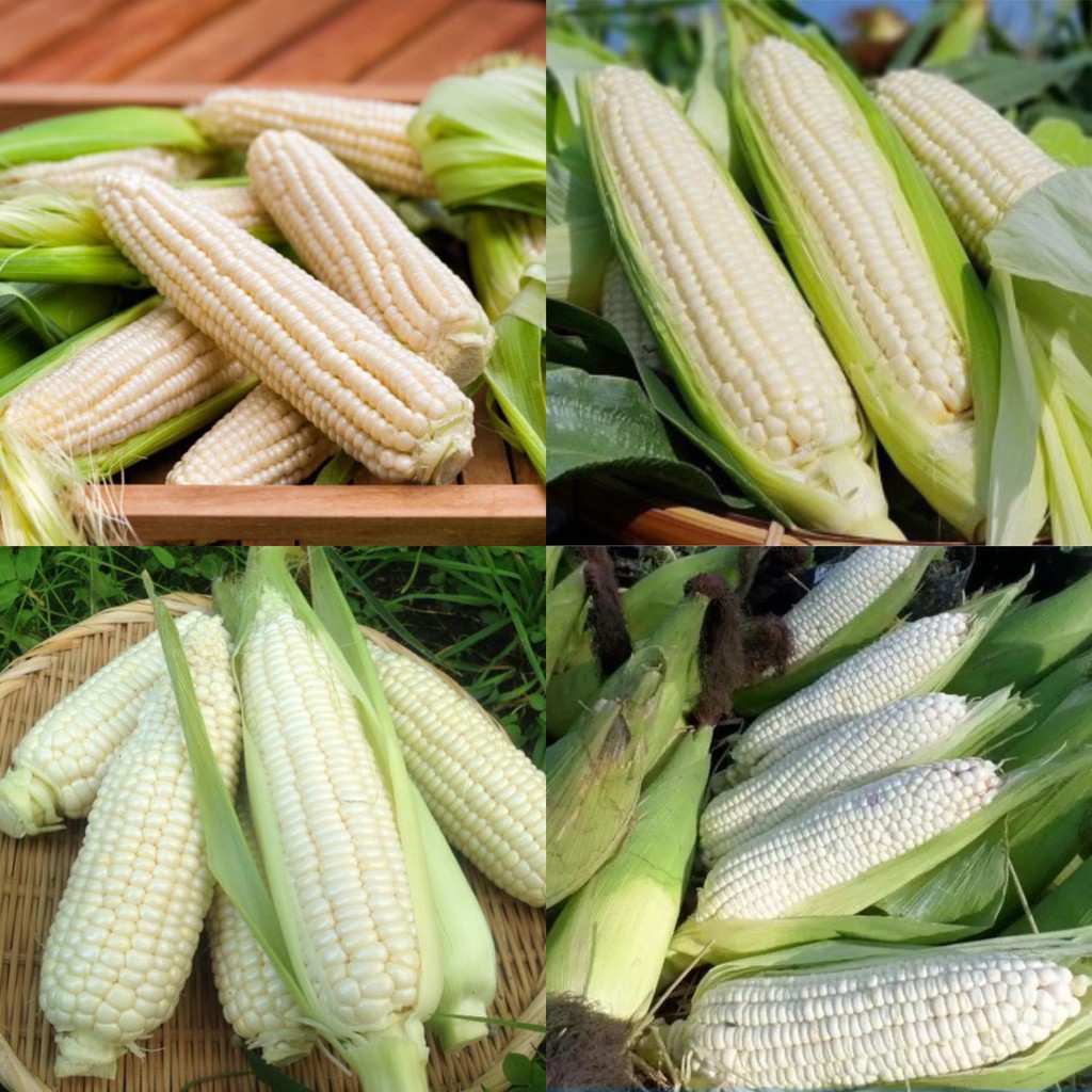 Hạt giống ngô nếp bắp cao sản ( gói 30 hạt ) siêu dễ trồng kháng bệnh tốt năng suất cao cửa hàng hạt giống uy tín