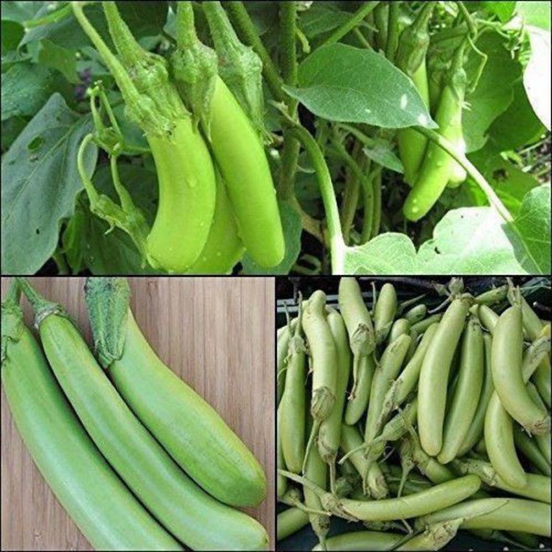100H - Hạt giống cà xanh mỡ