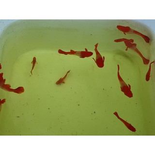 Mún Wag kỳ cao