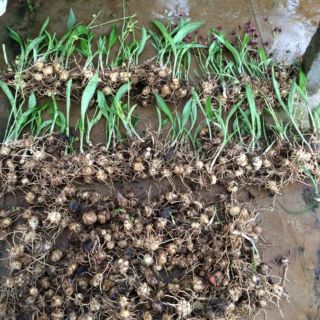 Combo 4 củ địa lan luân (dòng hoa lớn)