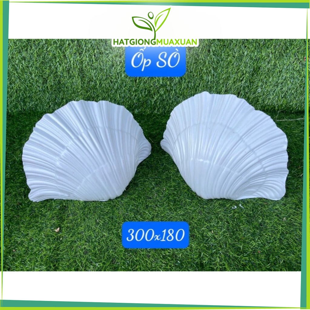 Chậu cây ốp tường hình vỏ sò trắng 30cmx18cm siêu đẹp