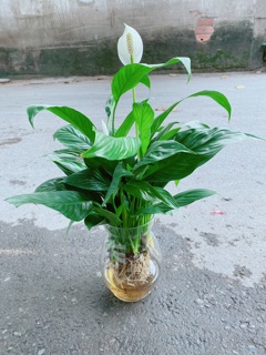 Chậu Lan Ý Thuỷ Sinh