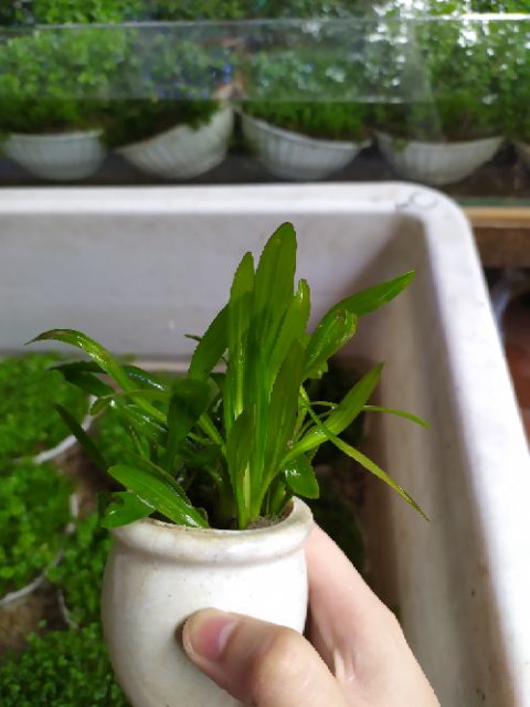 Cây Lan Nước thủy sinh