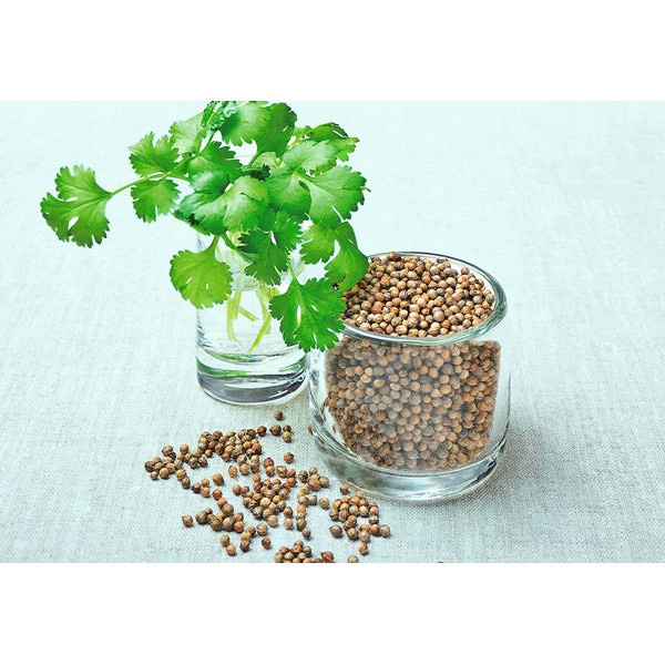 Hạt giống rau mùi ( ngò rí ) dễ trồng kháng sâu bệnh năng xuất cao [ gói 100gram ,200gram,500gram]