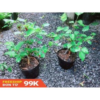 Cây Dâu Bonsai