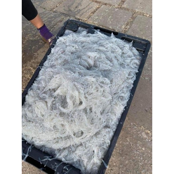 CÁ MỜM CƠM SỮA. KHAY 500G