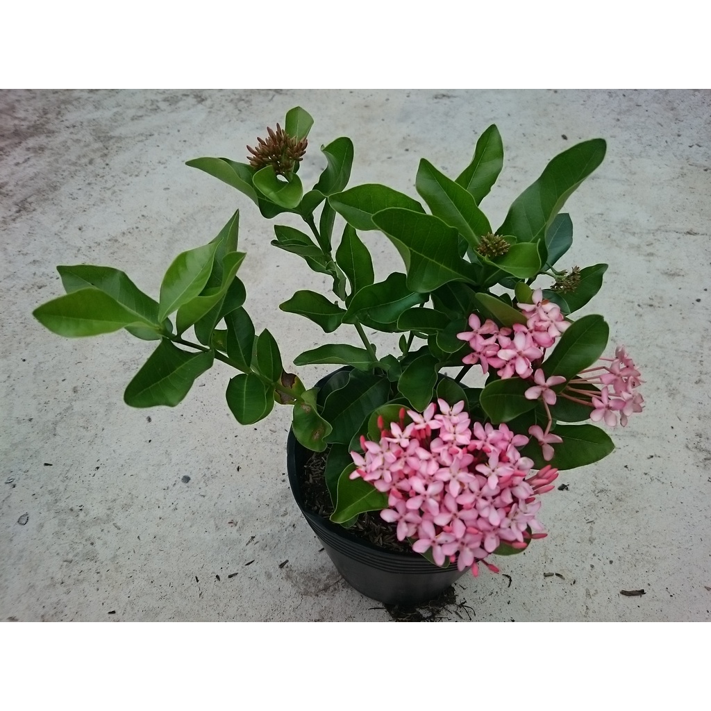 Cây Mẫu Đơn Hồng  - cây bông trang hồng