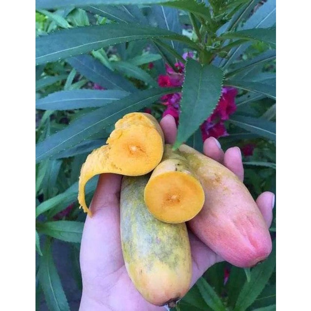 Cây giống xoài ớt tí hon