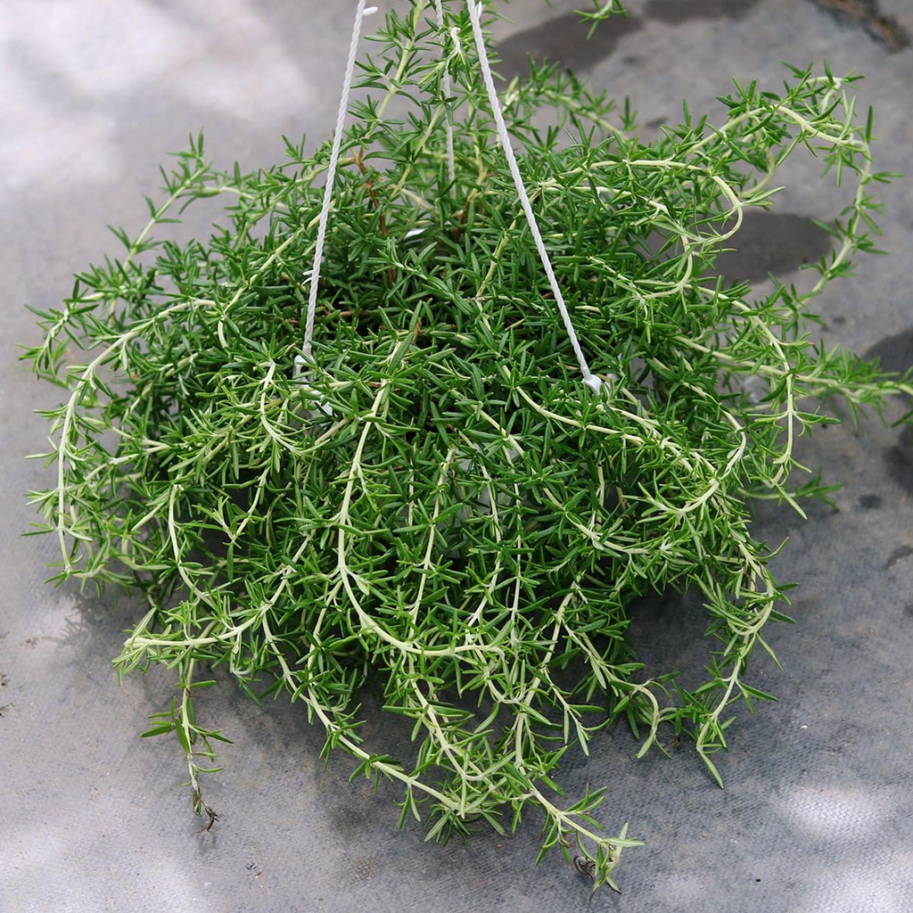 Cây Hương Thảo rũ "Rosemary", chậu treo to 20cm