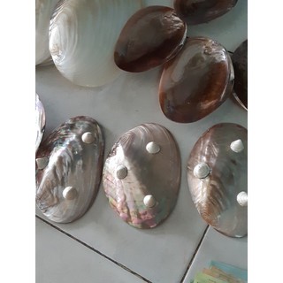 VỎ ỐC TRAI
