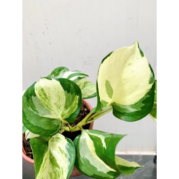 Chậu trầu bà Epipremnum aureum Manjula/ Majula photos