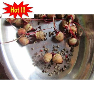 Gói 20 Hạt Giống Cây Atiso Đỏ (bụp giấm) Đà Lạt