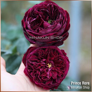 Hoa hồng ngoại Prince cực thơm MinaKun Shop