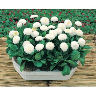 Hạt giống hoa Cúc Bellis