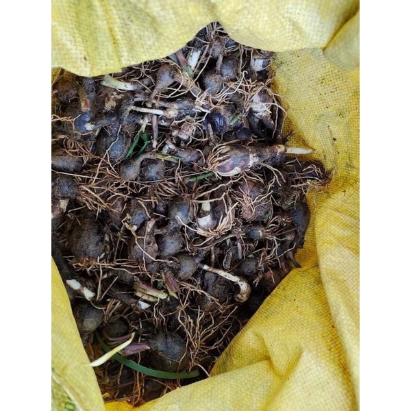 CỦ HOA HUỆ MƯA  HỒNG KHỦNG có bán sỉ