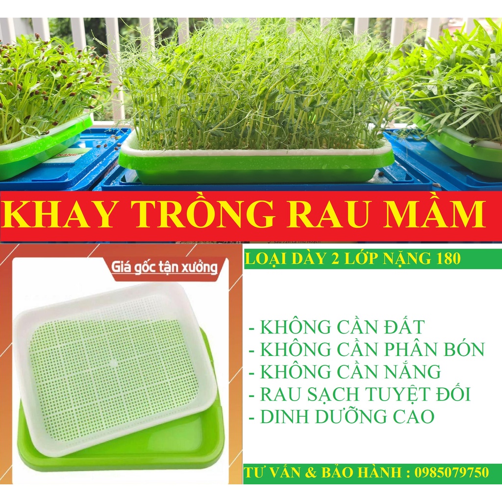 Khay trồng rau mầm loại dày nhất