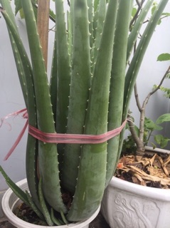 Cây Nha Đam giống Mỹ ( cây trưởng thành )