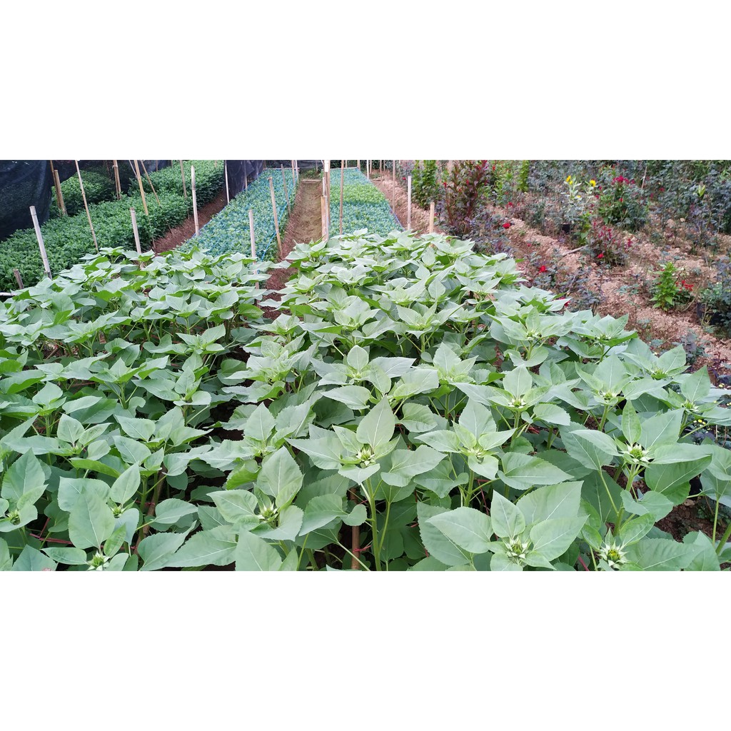 Hướng dương cắt cành vàng nhị nâu Nhật Bản - 10 hạt