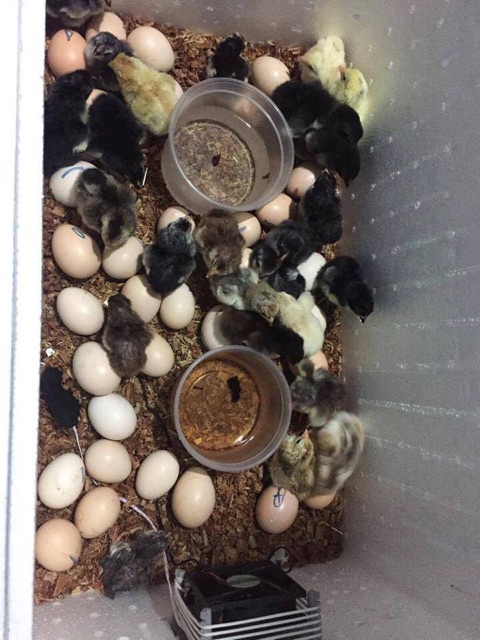 MÁY ấp trứng P100