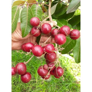 Cây Nhãn Tím ghép khỏe đẹp.