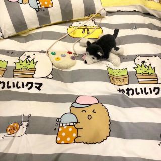 Bộ Chăn Ga Gối Gấu Mini Cotton Poly