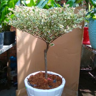 Cây bàng Ruby Nhật Bản