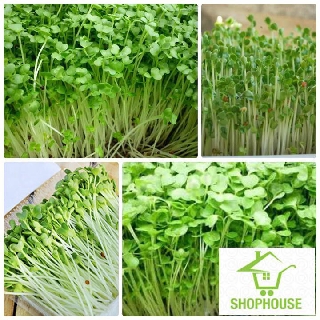 shophouse 20 gram Hạt giống mầm rau cải mơ  SHOP HOUSE  TẾT KHUYẾN MẠI