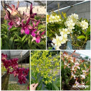 Combo 5 chậu lan dendro cây trưởng thành sắp hoa