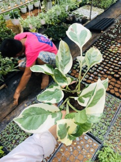 Trầu bà Cẩm thạch-trầu bà Sữa (chậu lớn- cây giống)