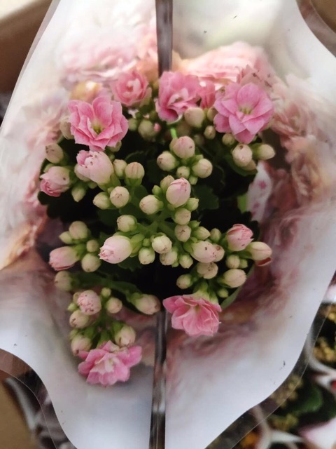 Sống đời kép siêu đẹp