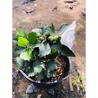 Cây Bông Bụp Thái