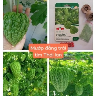 HẠT GIỐNG MƯỚP ĐẮNG TRÁI TIM THÁI LAN