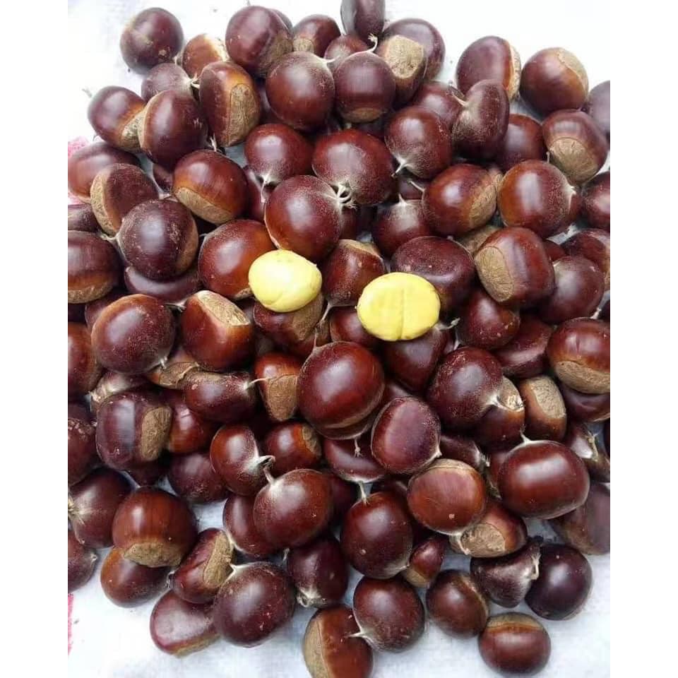 HẠT DẺ CHÍN nóng hổi, BÁNH HẠT DẺ. hạt dẻ nóng