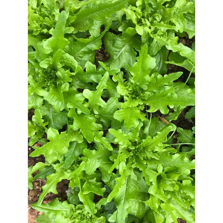 Gói 0.5 gram hạt giống xà lách chịu nhiệt Okaleaf trồng được quanh năm mọi vùng
