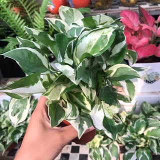 Trầu bà cẩm thạch, trầu bà lá đốm