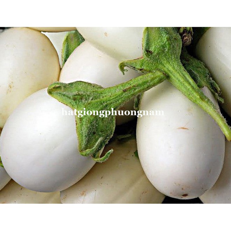 40H - HẠT GIỐNG CÀ PHÁO TRỨNG TRẮNG
