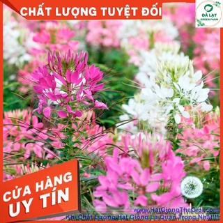 50h_hạt giống hoa túy điệp mix màu