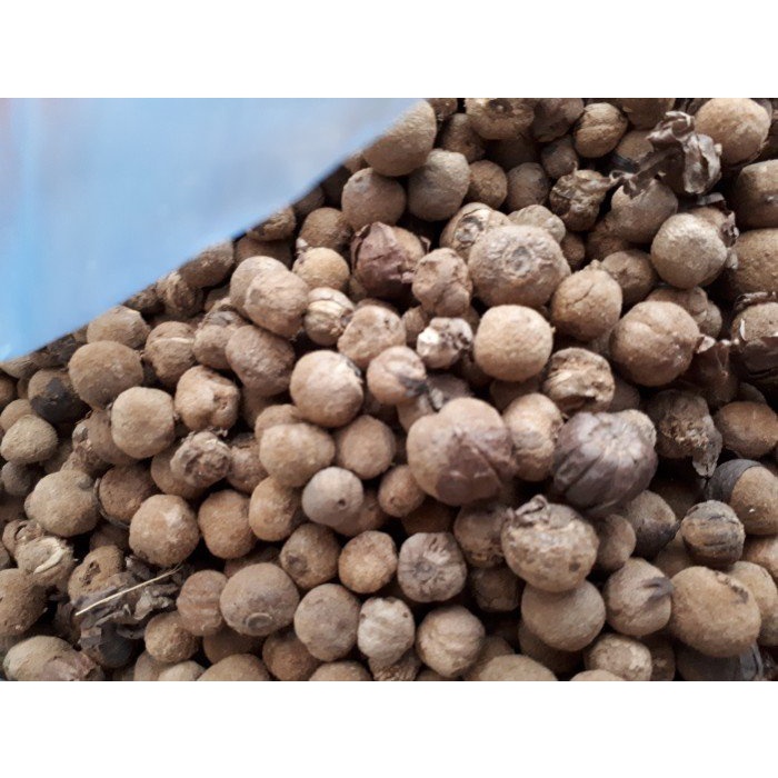 1KG HẠT GIỐNG CÂY HÔNG