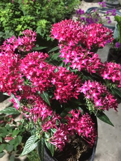 Hoa Diễm châu siêu bông