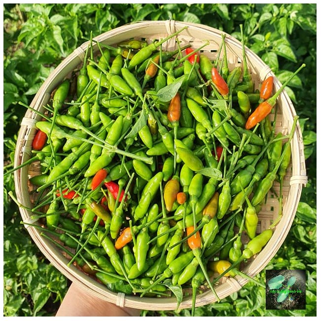 [Seeds] Hạt giống ớt xiêm rừng RD377, đóng gói 0.2gr (khoảng 30 hạt)