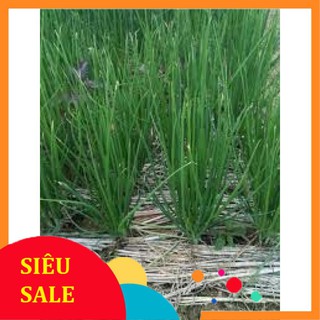 1g Hạt giống Hành lá