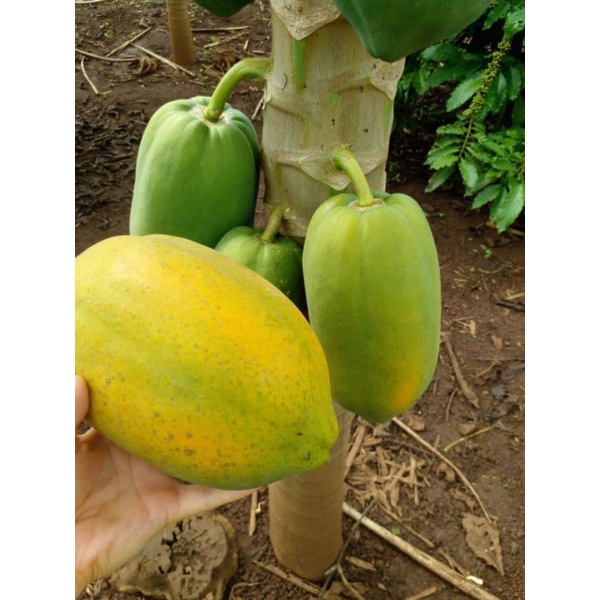 Hạt giống đu đủ lùn siêu trái Hà Lan gói 15 hạt