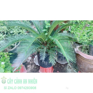 Cây Vạn Tuế Lớn