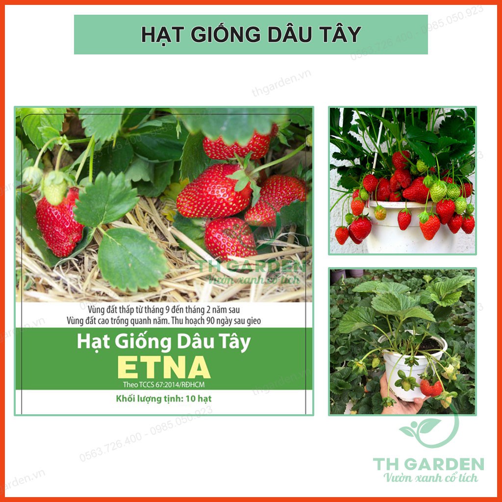 Hạt Giống Dâu Tây Đỏ Siêu Nảy Mầm - Quả Dâu Tây Siêu to, Chịu Nhiệt, Năng Suất Cao