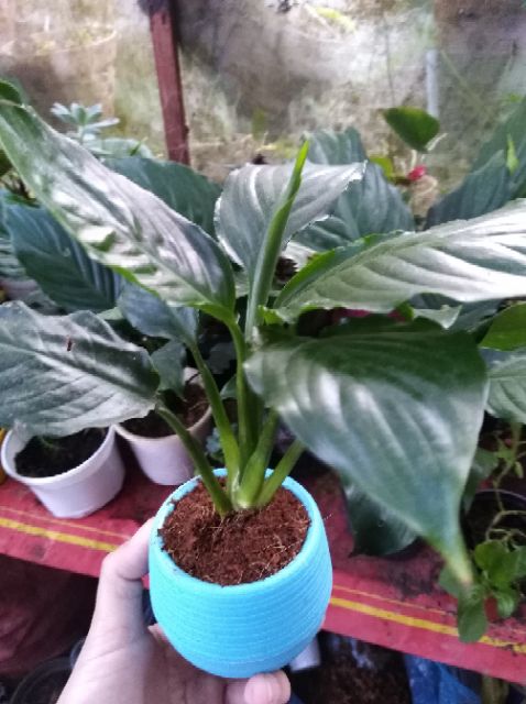 Cây Lan Ý lá lớn | BigBuy360 - bigbuy360.vn