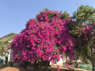 Hoa giấy thái leo tường