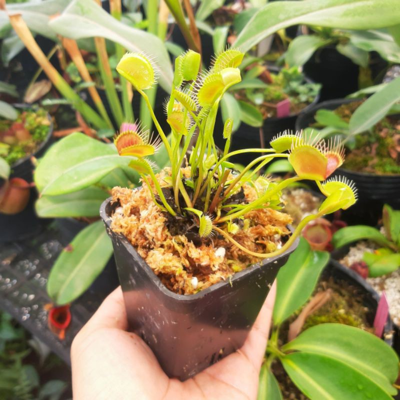 Cây bẫy kẹp, cây bắt mồi Flytrap Spider