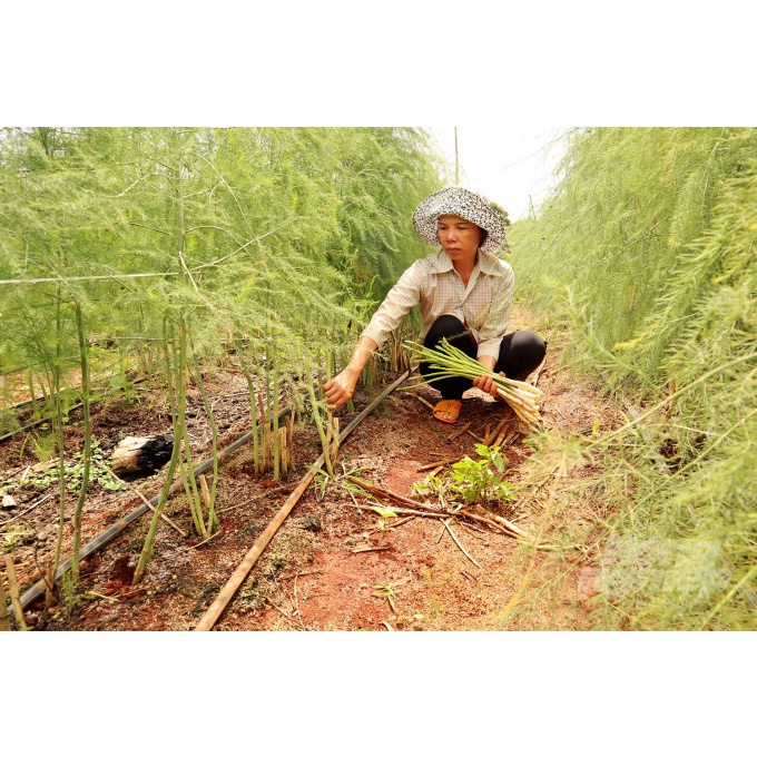 Hạt giống măng tây xanh F1 (100 hạt) dễ trồng thu hoạch quanh năm kho hat giong gia re lcfarm
