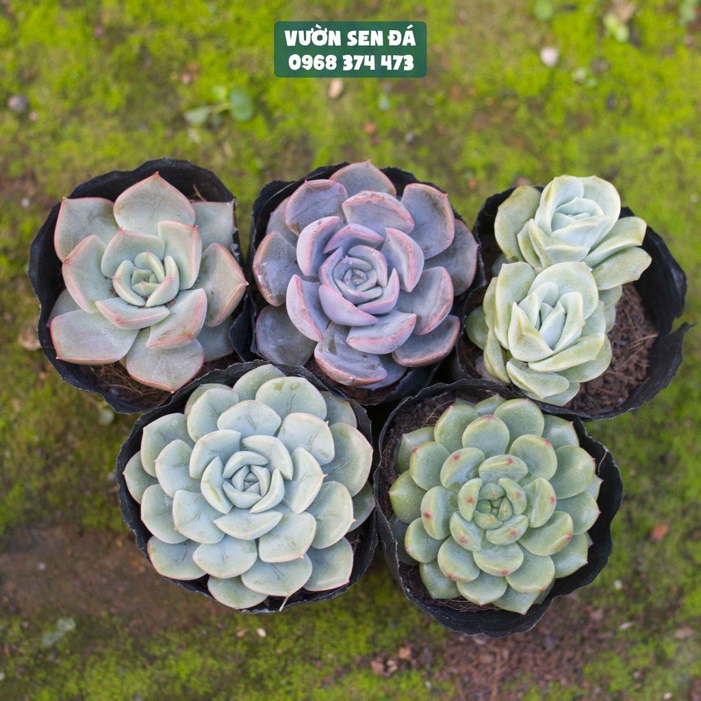 Combo sen đá giá rẻ 5-7cm